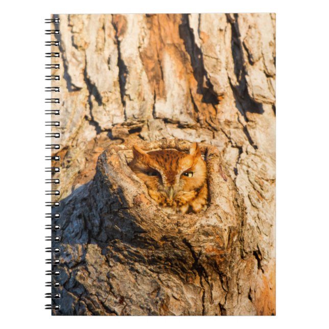 Caderno Espiral Coruja-zinha-oriental (Frente)