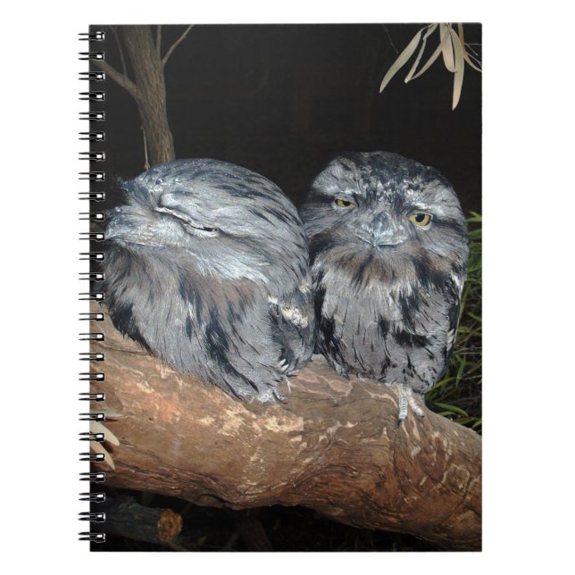 Caderno Espiral Corujas De Frogmouth Sonolentas, (Frente)