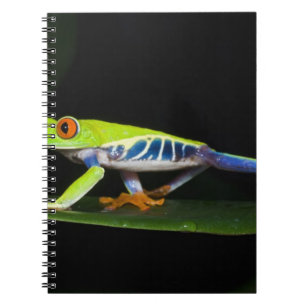 Caderno Espiral Costa Rica, Perereca-de-olhos-vermelhos (Agalychni
