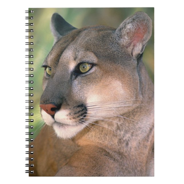 Caderno Espiral Cougar, Califórnia (Frente)