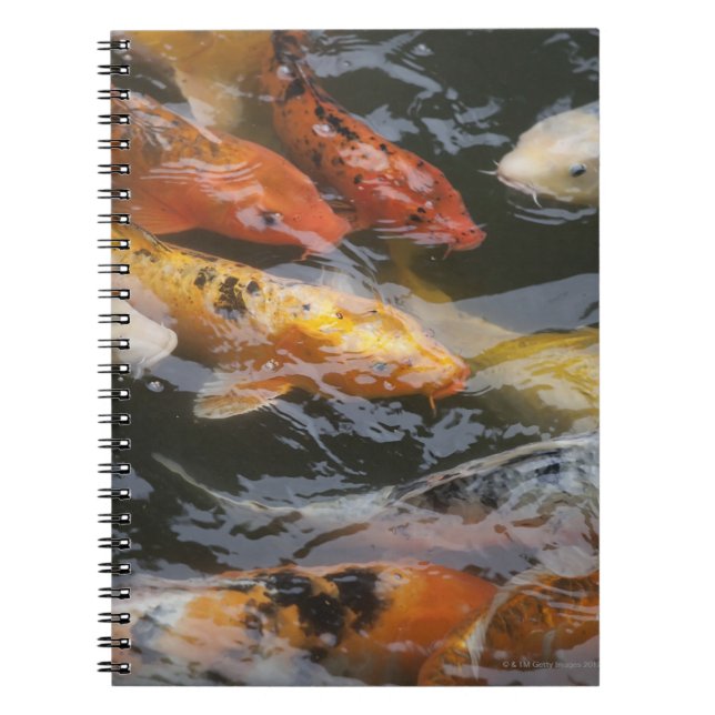 Caderno Espiral Coy Fish (Frente)