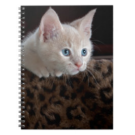 Caderno Espiral Creme Kitten com Belos Olhos Azuis