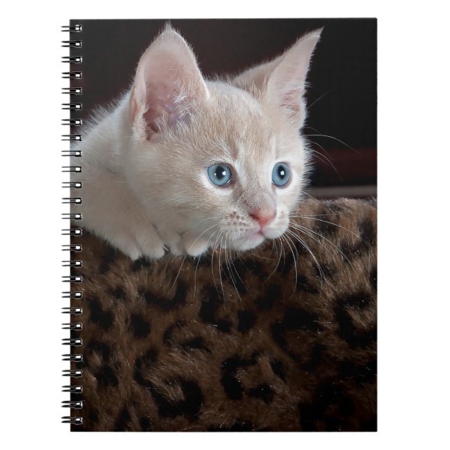 Caderno Espiral Creme Kitten com Belos Olhos Azuis (Frente)