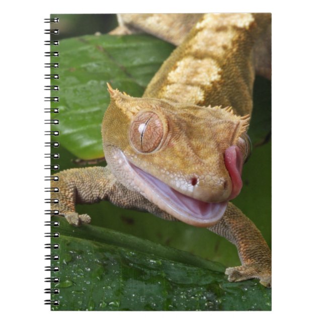 Caderno Espiral Crested Gecko (Frente)