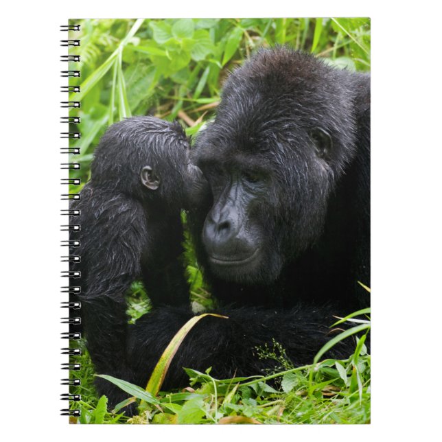 Caderno Espiral Criança Montanha Gorilla Kisses Silverback Gorilla (Frente)