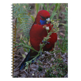 Caderno Espiral Crimson Rosella