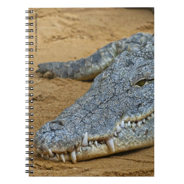 Caderno Espiral Crocodilo (Frente)