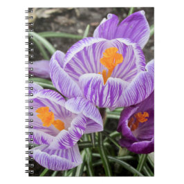 Caderno Espiral Crocos Primavera roxos.