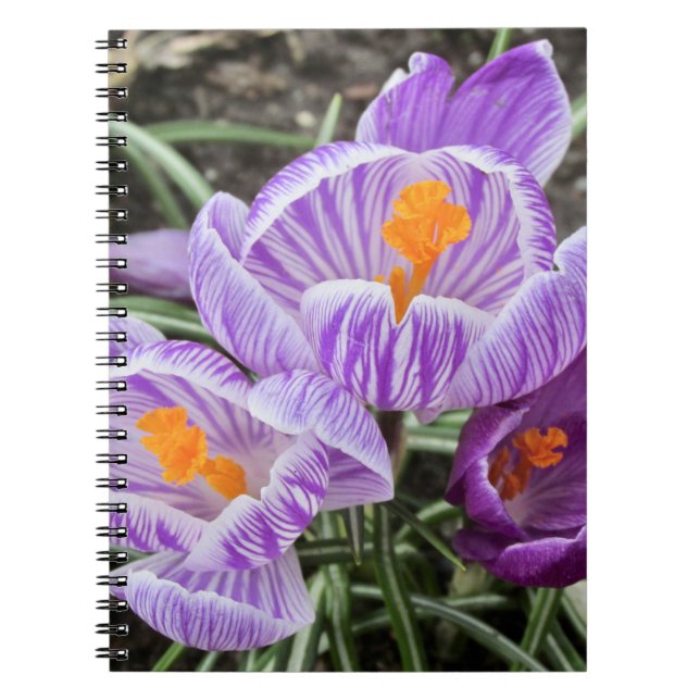 Caderno Espiral Crocos Primavera roxos. (Frente)