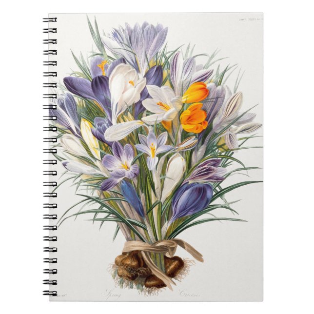 Caderno Espiral Crocus Primavera Fllower Arte Botânica (Frente)