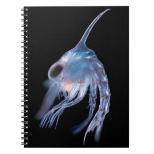Caderno Espiral Crustáceo Planktonic