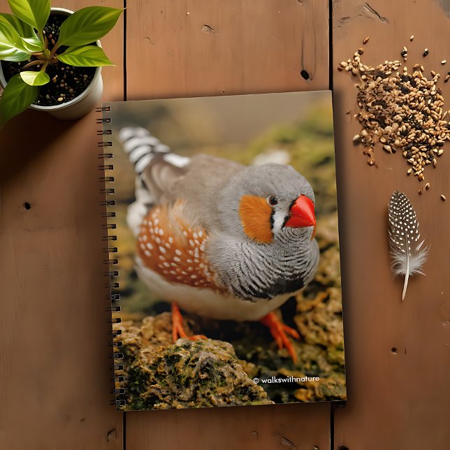 Caderno Espiral Curiosa Zebra Finch nas Rochas (Curious Zebra Finch on the Rocks Journal Cover Photo)