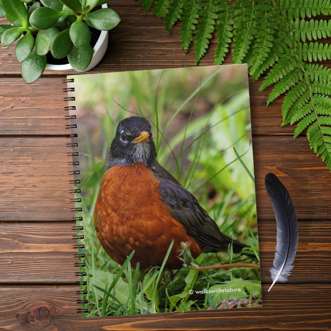 Caderno Espiral Curioso Robin Songbird americano na grama (Curious American Robin in the Grass Journal Cover Photo)