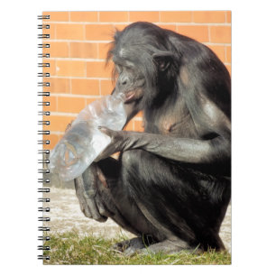 CADERNO ESPIRAL CUTE CHIMPANZÉ