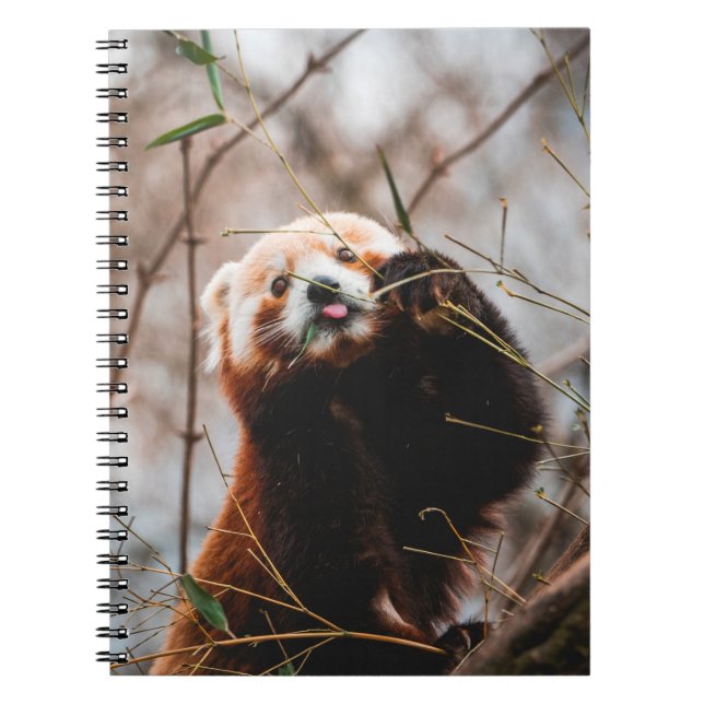 CADERNO ESPIRAL CUTE KOALA BEAR (Frente)