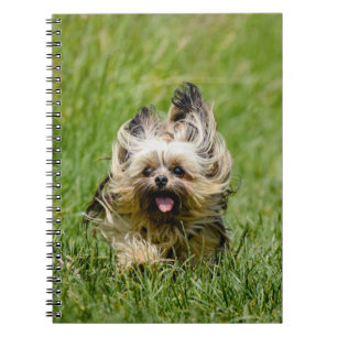 Caderno Espiral Cute Yorkshire Terrier passando por Grass