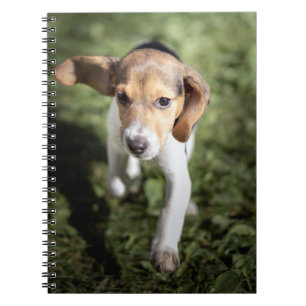 Caderno Espiral Cutest Baby Animals   Beagle Puppy