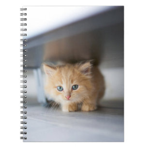 Caderno Espiral Cutest Baby Animals   Fluffy Orange Kitten