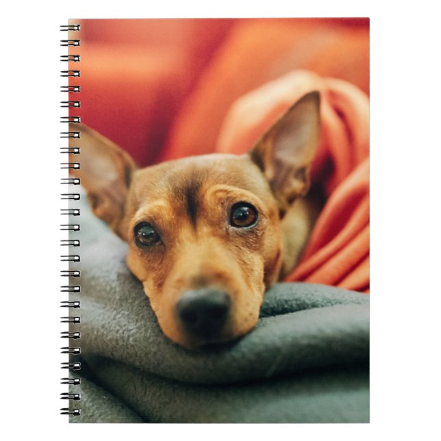 Caderno Espiral Cutest Baby Animals | Miniature Pinscher (Frente)