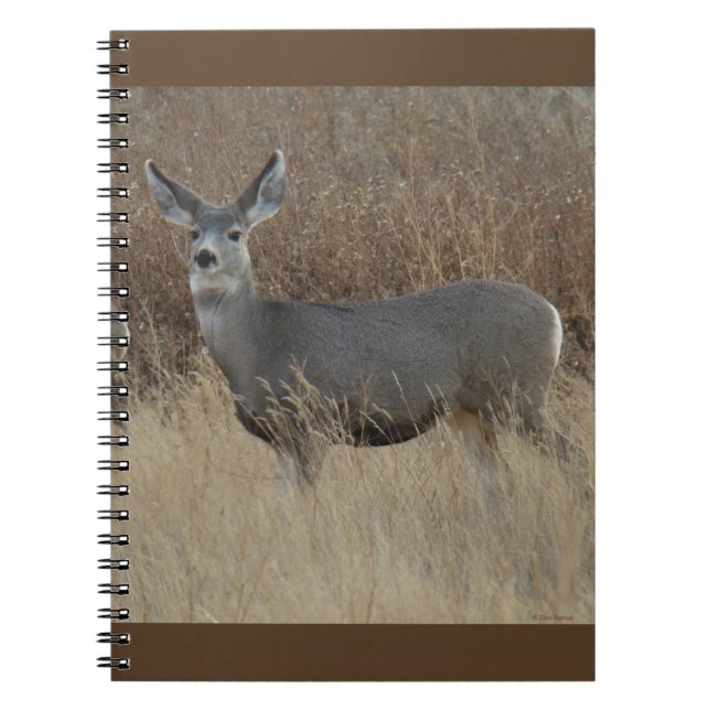 Caderno Espiral D14 Mule Deer Doe (Frente)