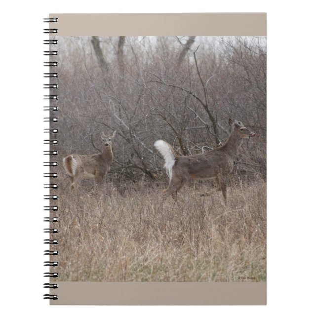 Caderno Espiral D1: Primavera de cervo de cauda branca em Bruxelas (Frente)