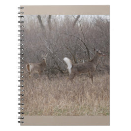Caderno Espiral D1 Veados de Cauda Branca Bucks de Primavera na Ma