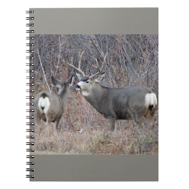 Caderno Espiral D29 Mule Deer Buck and Doe (Frente)