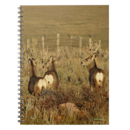 Caderno Espiral D30 Mule Deer Bucks