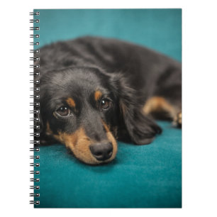Caderno Espiral Dachshund bonito que estabelece
