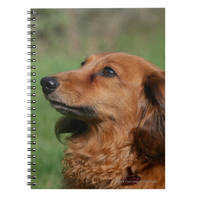 Caderno Espiral Dachshund diminuto de cabelos compridos 2 (Frente)