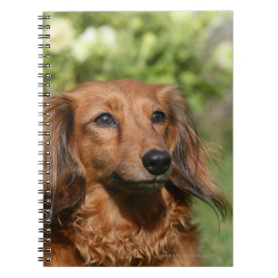 Caderno Espiral Dachshund diminuto de cabelos compridos vermelho