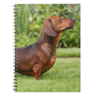 Caderno Espiral Dachshund diminuto Liso-de cabelo