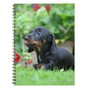 Caderno Espiral Dachshund diminuto Liso-de cabelo 1