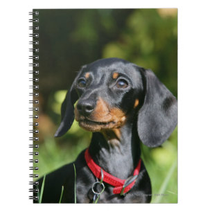 Caderno Espiral Dachshund diminuto Liso-de cabelo 3