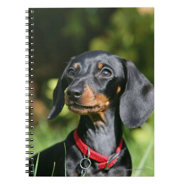 Caderno Espiral Dachshund diminuto Liso-de cabelo 3 (Frente)