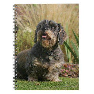 Caderno Espiral Dachshund padrão Fio-de cabelo
