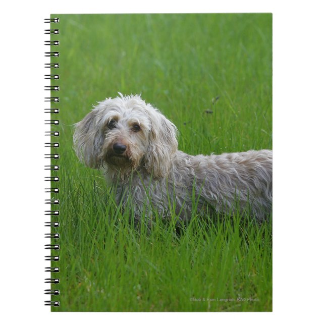 Caderno Espiral Dachshund padrão Fio-de cabelo na grama (Frente)