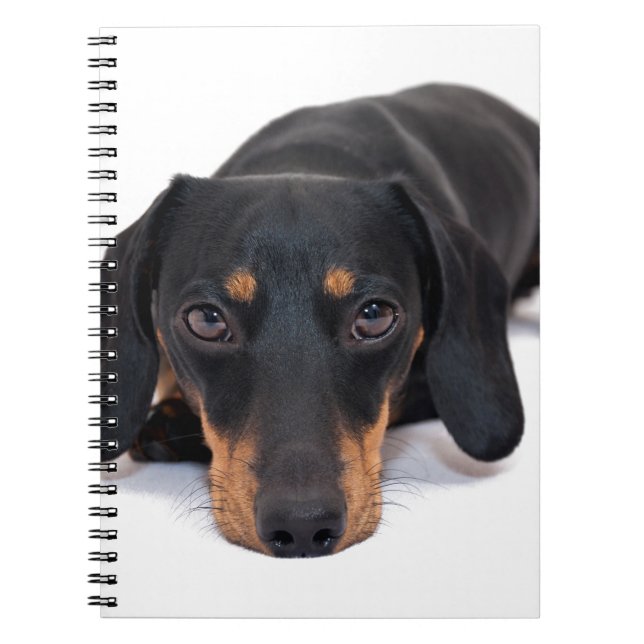 Caderno Espiral Dachshund pequeno (Frente)