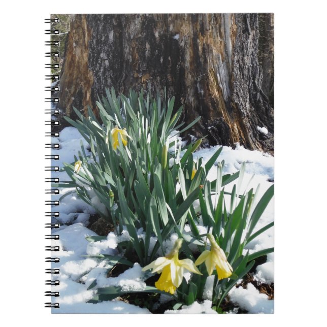 Caderno Espiral Daffodilos amarelos na neve (Frente)