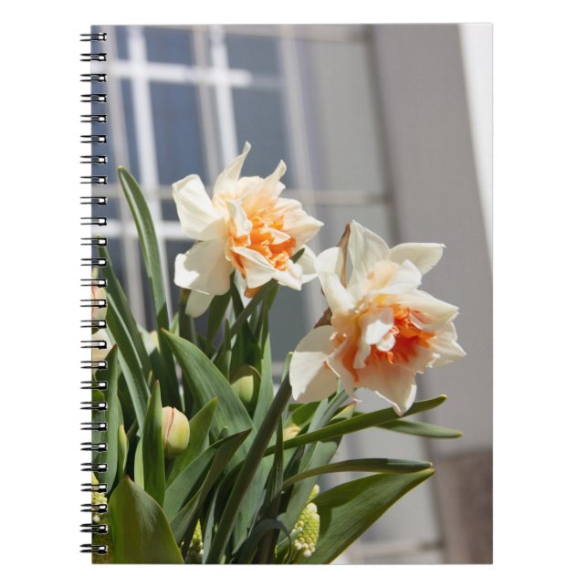 Caderno Espiral Daffodils fodils fodils primavera (Frente)