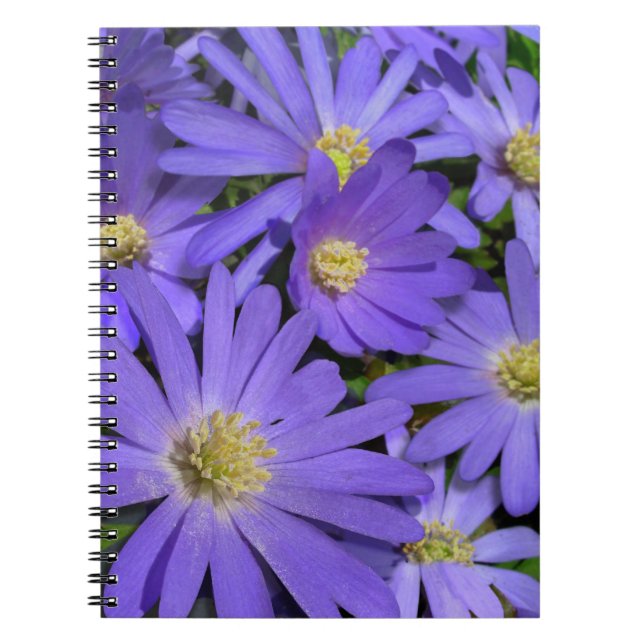 Caderno Espiral Daisy Notebook Purple Daisy Diários presentes (Frente)
