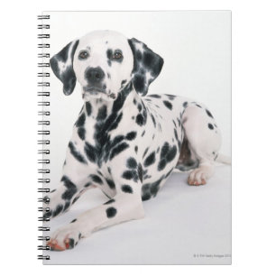Caderno Espiral Dalmatian 4