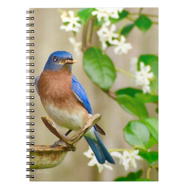 Caderno Espiral Dama do diário espiral de Notebook de Bluebird Ori (Frente)