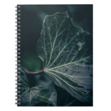 Dark Ivy Leaf Nature Foto