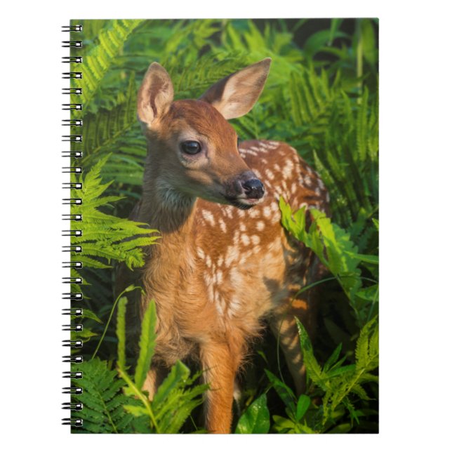 Caderno Espiral Deer Fawn de cauda branca | Minnesota (Frente)
