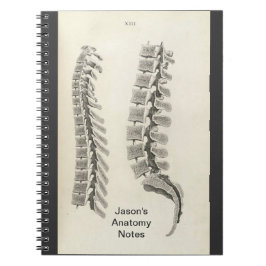 Caderno Espiral Desenho das vértebras