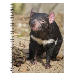 Caderno Espiral Desert Light – Tasmanian Devil
