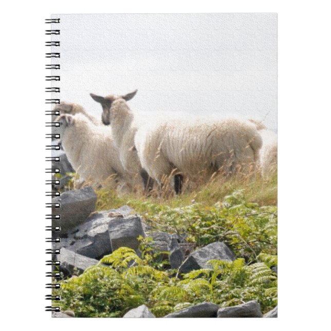 Caderno Espiral Designs Quirky - Ovinos em um campo (Frente)