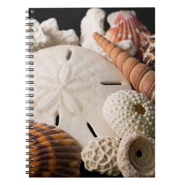 Caderno Espiral Detalhe De Conchas De Todo O Mundo (Frente)