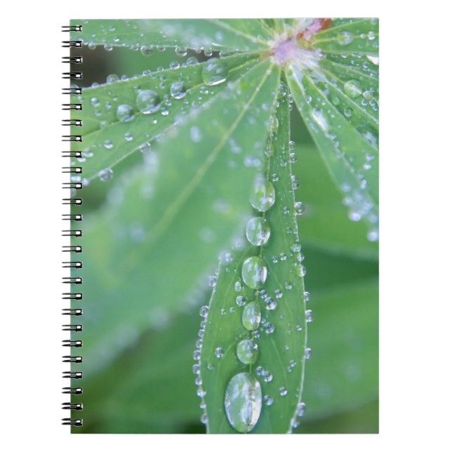 Caderno Espiral Dewdrop (Frente)